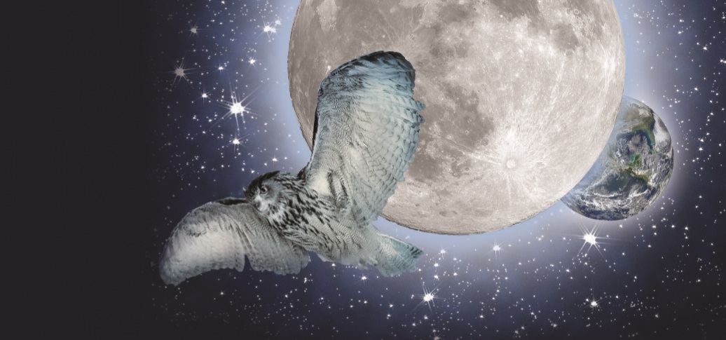 Liz Holliday - owl and moon banner